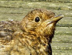 Portrait of a juvenile Blackbird