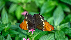 HUNAWIHR: Jardins des papillons 03
