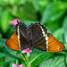 HUNAWIHR: Jardins des papillons 03