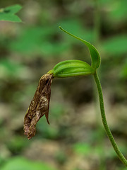 Cypripedium acaule (Pink Lady's-slipper orchid) seed capsule