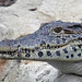 Cuban Crocodile