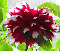After the heat  dahlia