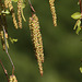 Silver birch (Betula pendula) catkins