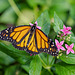 HUNAWIHR: Jardins des papillons 04