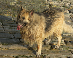 Wet dog at Portsmouth