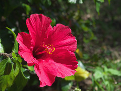 Red flower - Madeira Island
