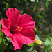 Red flower - Madeira Island