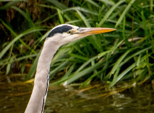 heron close up