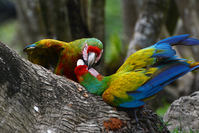 Guatemala, Quarrel of Parrots in the Chocón Machacas Protected Biotope