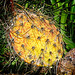 Cactus (Opuntia ficus-indica) or Prickly Pear