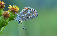 Common blue ~ Icarusblauwtje (Polyommatus icarus) in the Early Morning...