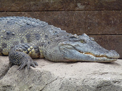Siamese Crocodile