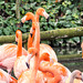 Flamingos (7)