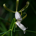 Cleistesiopsis bifaria (Small Spreading Pogonia orchid)