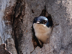 Tree Swallow in nest cavity