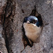 Tree Swallow in nest cavity