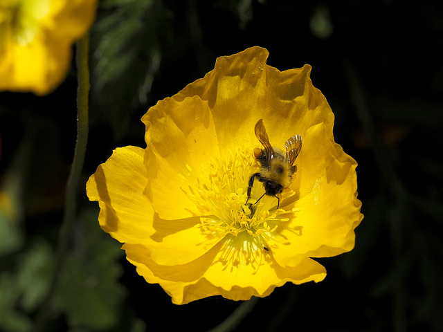 Tumbling Bee