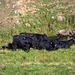 Black Bullocks below Tunstead Farm