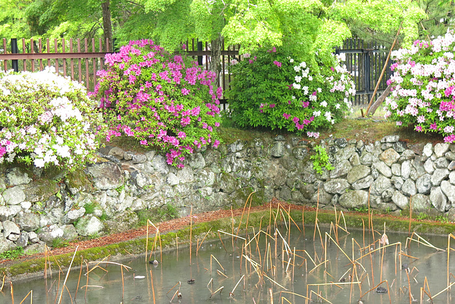 Jardin, Kyoto (Kansai, Japon)