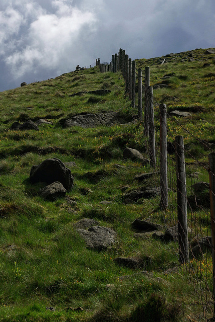Sheep watching my descent beside the fencing