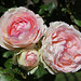 Rosier Pierre de Ronsard - Les trois âges d'une rose
