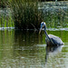 Heron hunting from the reed bed blind