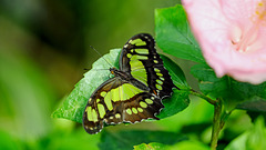 HUNAWIHR: Jardins des papillons 06
