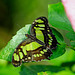 HUNAWIHR: Jardins des papillons 06