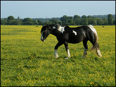 pony in the meadow