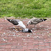 Gulls eating a pigeon