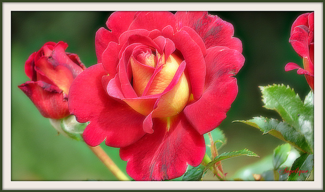 Quelques Roses pour vous souhaitez une belle soirée et un bon Mercredi!