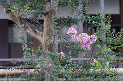Crepe-Myrtle on a temple ground
