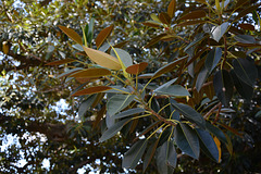 Buenos Aires, Leaves of Giant Ficus