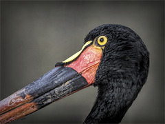 Saddle-billed stork headshot in profile
