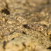 Spotted Shoot Moth (Rhyacionia pinivorana)