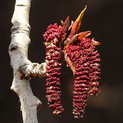 Balsam Poplar male catkins