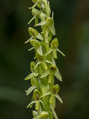 Platanthera limosa (Thurber's bog orchid)