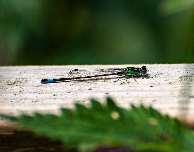 Blue tail;ed damselfly