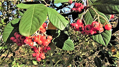 Berries And Leaves