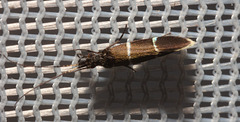 IMG 0386 Moth