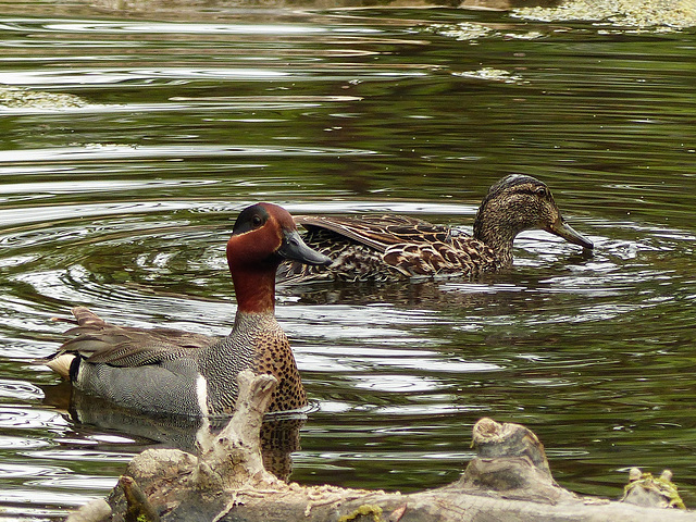 Green-winged Teal pair