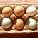 Eier von 'Grünleger' Hennen