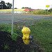 Glad(d) hydrant