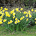 Daffodil Time Again.