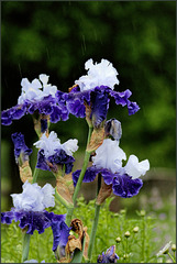 Spring Iris in Rain