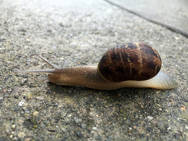 At a Snail's Pace