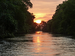 Sunset at the Caroni Swamp, Trinidad
