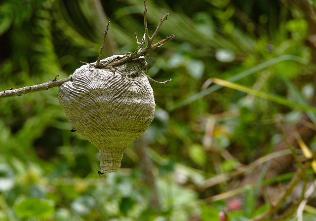 Wasps Nest EF7A5408