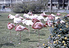 Flamingos im Frankfurter Zoo (Diascan)