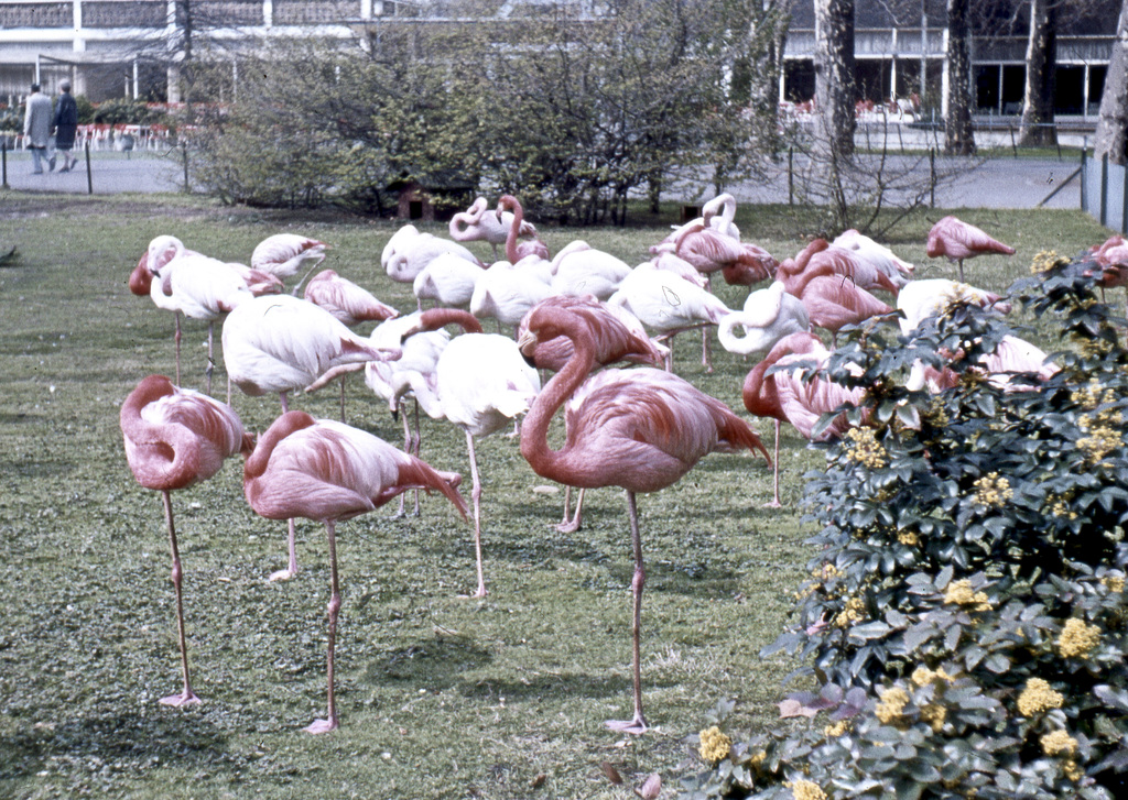 Flamingos im Frankfurter Zoo (Diascan)
